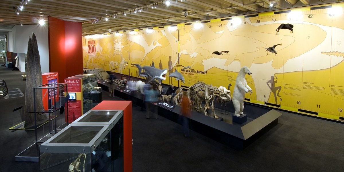 queensland museum zoo animals
