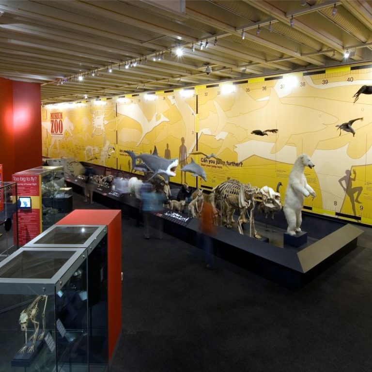 queensland museum zoo animals