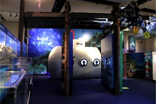 museum of tropical queensland colour secret language of the reef exhibition