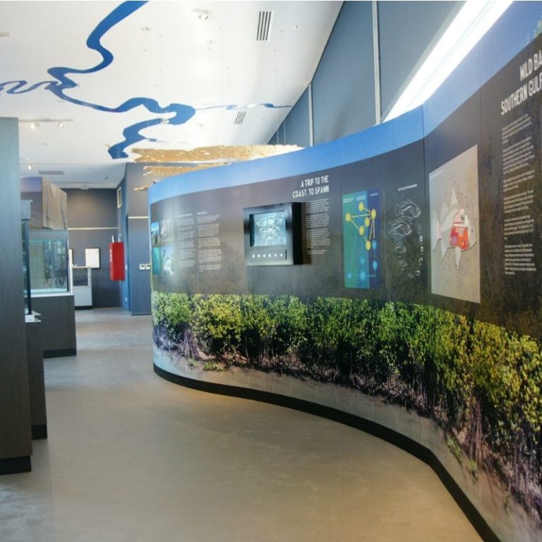 barramundi discovery centre display life cycle and habitater on ceiling